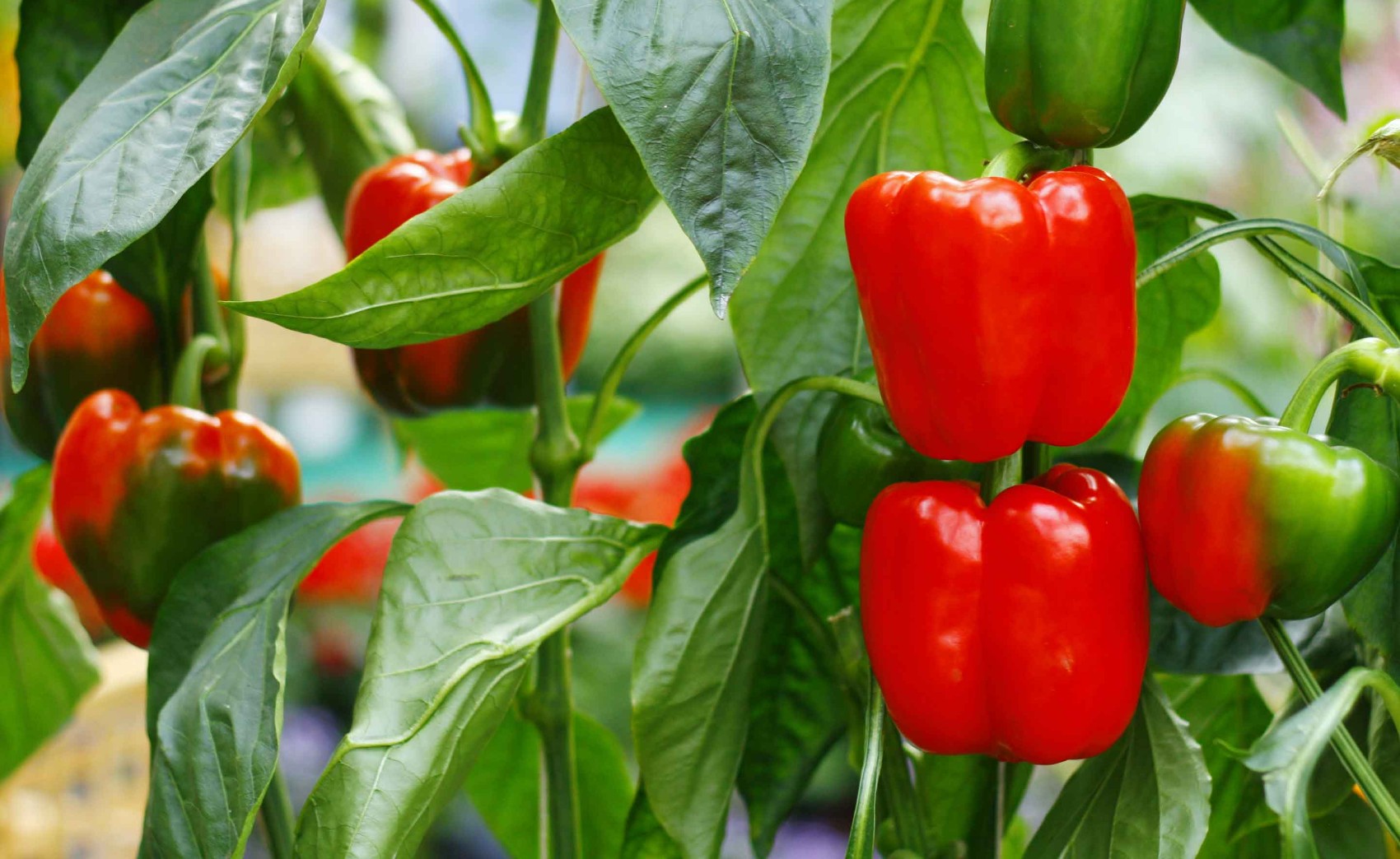 Qué son los elicitores y cómo refuerzan la defensa de las plantas